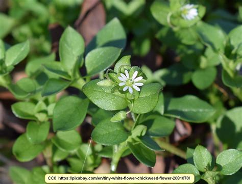 The Wonderfully Edible Chickweed - Virily