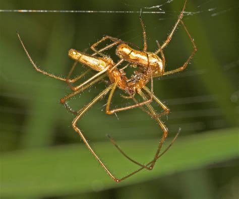 Spiders Mating