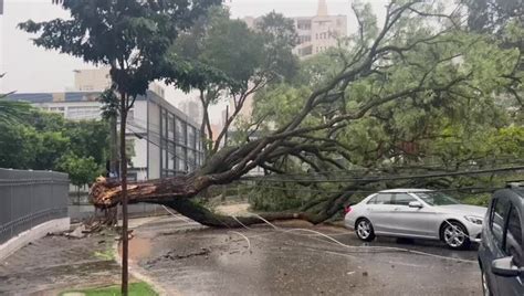 Vídeo Árvore e poste de luz caem em carros em Belo Horizonte Minas