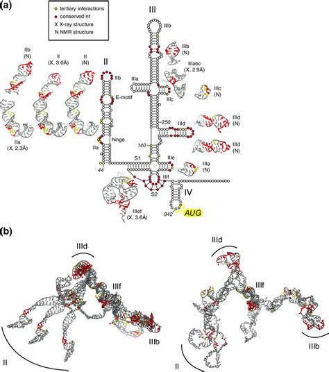 Hepatitis C Virus Hcv A Class Iii Internal Ribosome Entry Site