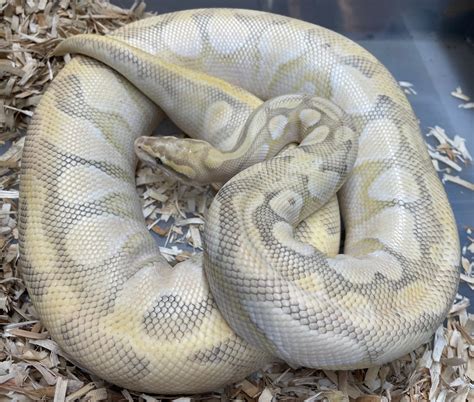 Super Pastel Butter Enchi Ghost Ball Python By Ran Morphs Morphmarket