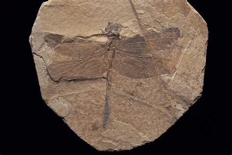 Dragonfly Fossil Discovered At Sihetun Photograph By O Louis Mazzatenta