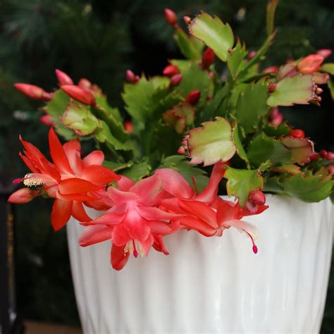 Orange Christmas Cactus Plants for Sale | Garden Goods Direct