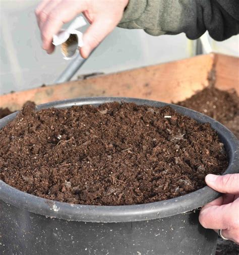 Crops in containers – Nags Hall Gardener