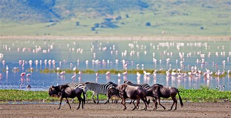 Ngorongoro Crater Flamingos Ngorongoro Crater Tanzania