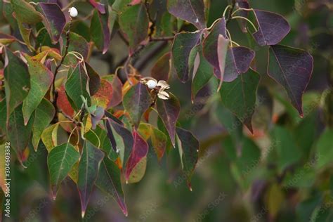 The Chinese tallow tree seeds / Chinese tallow tree (Triadica sebifera) are deciduous trees with ...