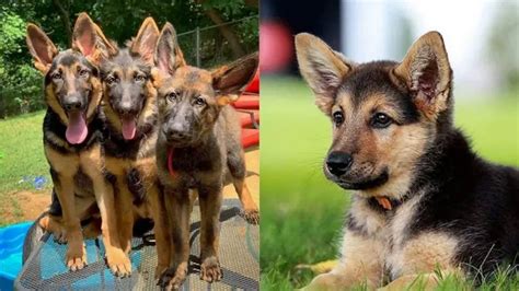 German Shepherd Lab Mix - Amazing Facts About German Sheprador