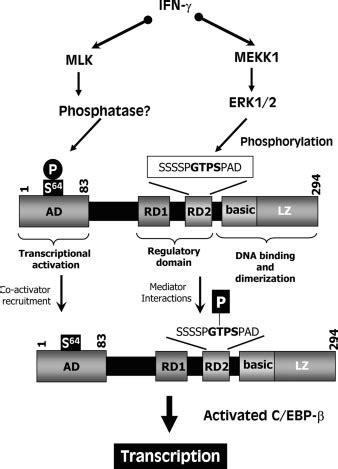 A Model For The Ifn Induced Gene Expression Control Through C Ebp