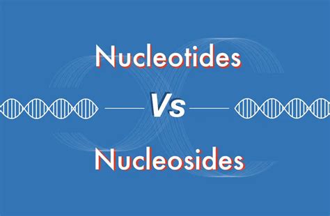 Nucleotides Vs Nucleosides