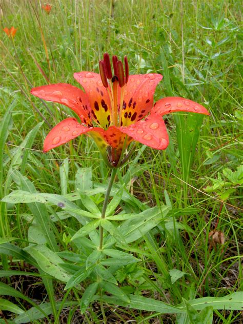 Lilium Philadelphicum Wood Lily Go Botany