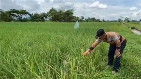 Hama Tikus Merajalela Di Tengah Musim Hujan Tanaman Padi Petani Di