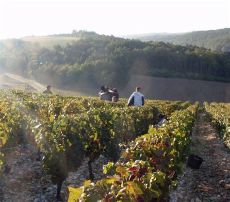 Domaine des Marronniers | Chique wijnen uit de Chablis - www ...