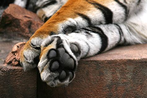 Royalty Free Tiger Paw Pictures, Images and Stock Photos - iStock