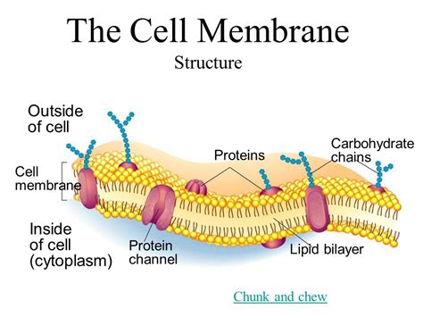 Cell Membrane Layers Structure Functions And Diagram | The Best Porn ...