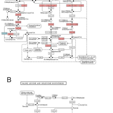 Fig S2 The Kegg Pathway Of Degradation A And Biosynthesis B Of Download Scientific Diagram