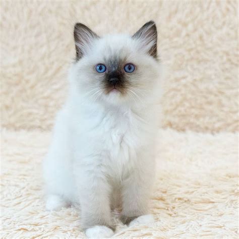 Adopt Ragdoll Kittens - Adopt Dogs & Cats on PuppiesNation