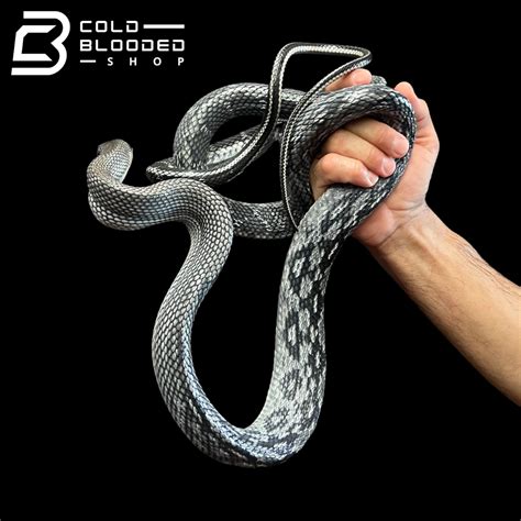 Blue Beauty Rat Snake Orthriophis Taeniurus Callicyanous