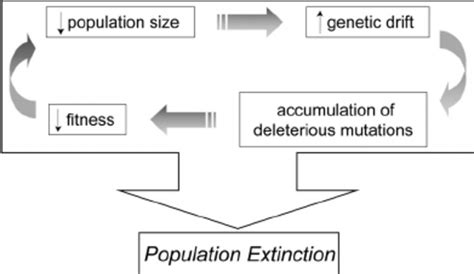 Schematic Showing The Positive Feedback Loop That Leads To A Mutational Download Scientific