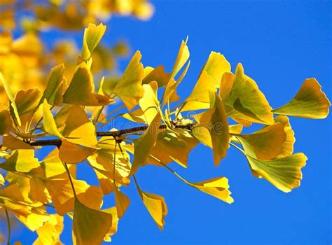 Leaves of the ginkgo tree stock image. Image of leaves - 61790807