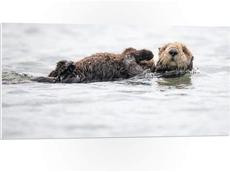 Wallclassics Pvc Schuimplaat Zwemmende Otters In Het Water X