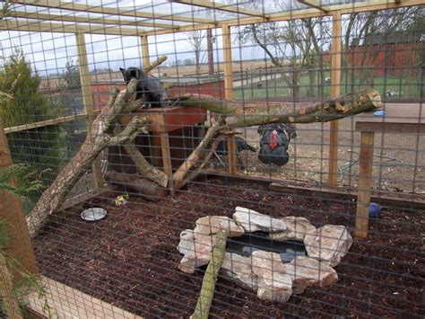 Fox Enclosure Stanton Pet Fox Dog Enclosures Fennec Fox Pet