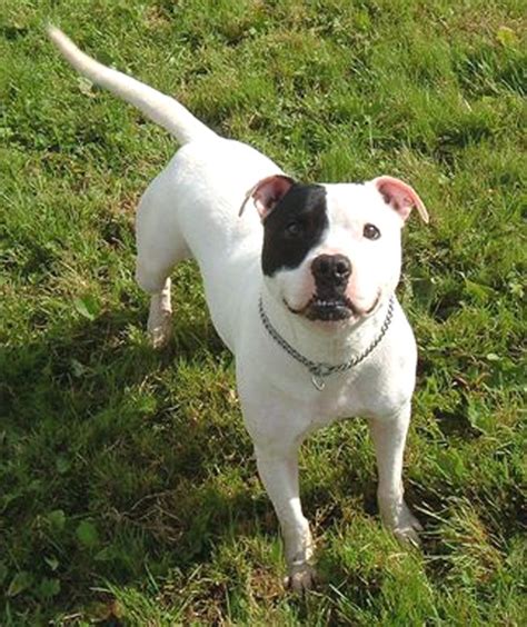 Patch 3 4 Year Old Male Staffordshire Bull Terrier Available For Adoption