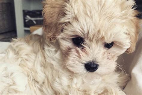 12 Amazing things About Maltipoo - Maltese and Toy poodle Mix Dog