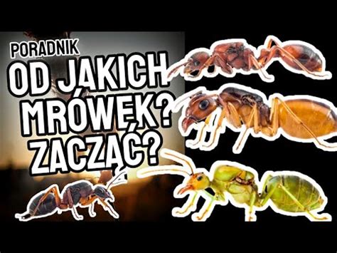 Od jakich MRÓWEK zacząć HODOWLĘ Poradnik 2 YouTube