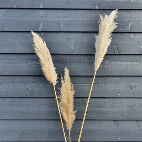 Pampas Pluimen Gedroogd Stuks Cm Bloom Depot Bol