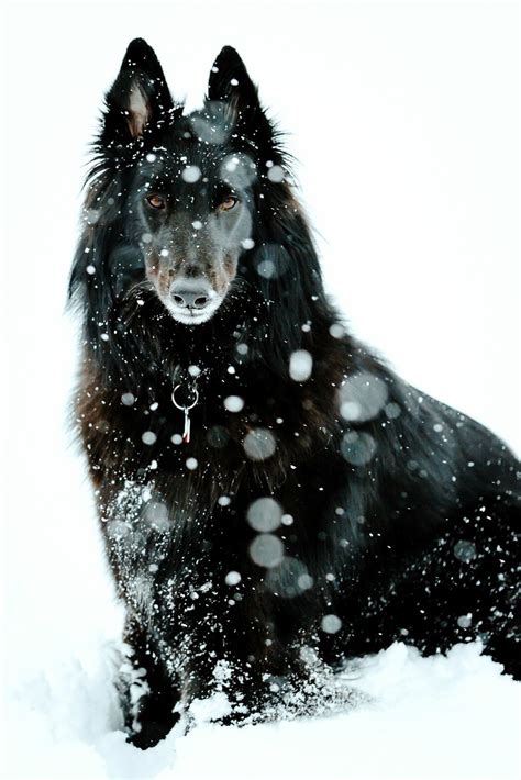 Possible the most majestic dog photo I have ever come across : r/pics