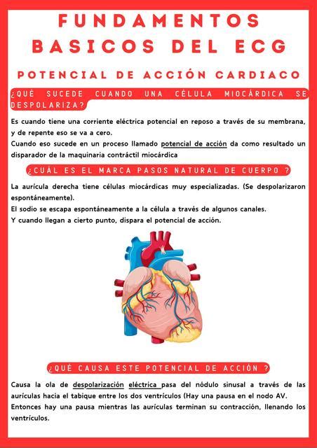 Potencial de acción cardiaco Luis Esquivel Peña uDocz