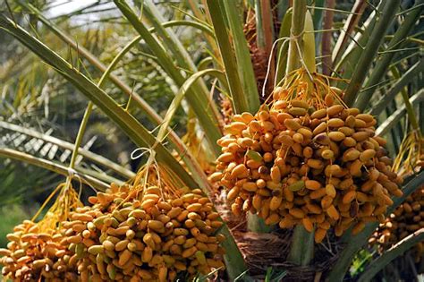 Buah Kurma Sumber Nutrisi Penting Dalam Mendukung Kesehatan Tubuh