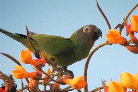 Amazon Rainforest Parrots Photos Info Thinkjungle