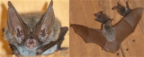 rafinesque's big eared bat pic - Bird Watching HQ