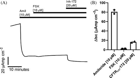 A Human Middle Ear Epithelia Show ENaC And CFTR Activity Mean Short