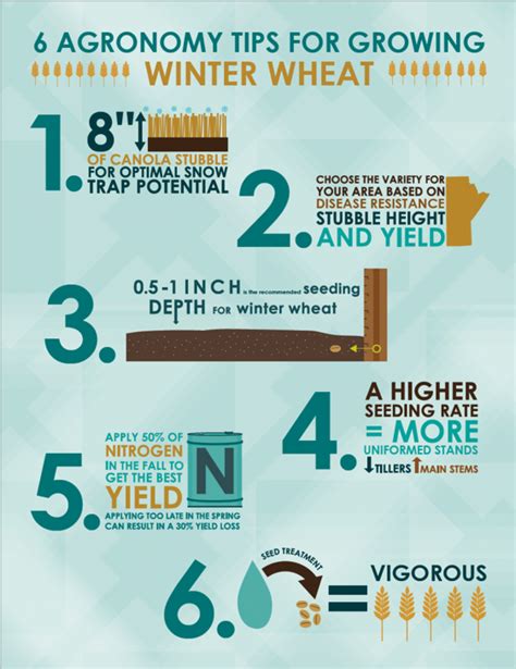 Winter Wheat Planning Alberta Grains