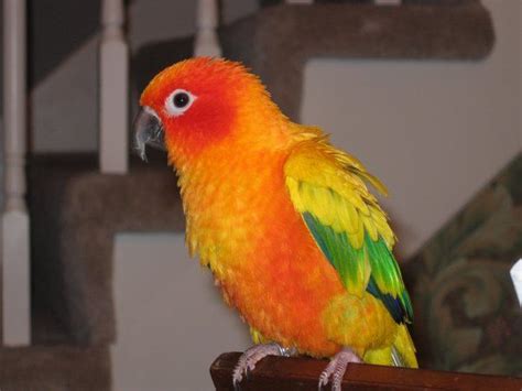 Sun Conure Colors | Sun conure, Conure, Parrot