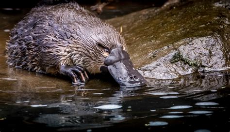 Australian Platypus