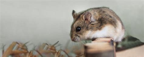 Cuidado De Los Hamsters La guía del hámster