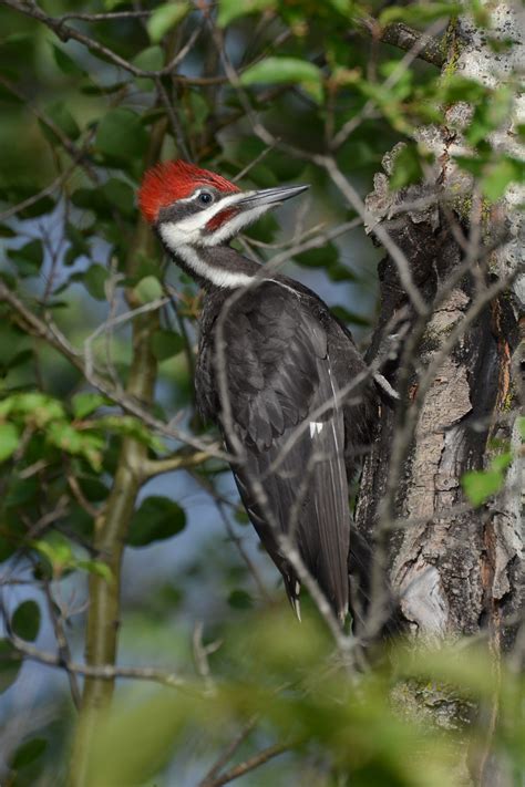 Fun Facts: Primary and Secondary Cavity Nesters — Edmonton & Area Land