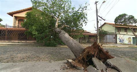 G Rvore Cai Fecha Rua E Deixa Moradores Sem Luz Em Belo Horizonte