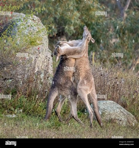 Male kangaroos fighting hi-res stock photography and images - Alamy