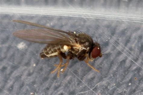 Diptera Info Discussion Forum Phytomyza Agromyzina Female By Barry