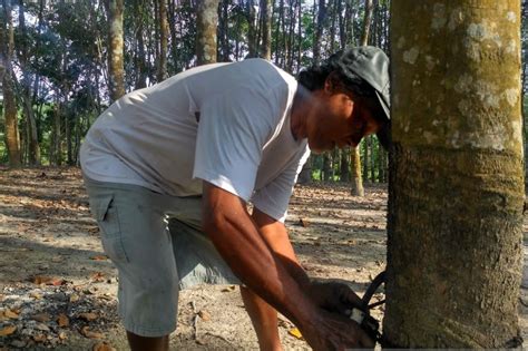 Petani Karet Di Batanghari Alih Fungsi Lahan Jadi Kebun Kelapa Sawit