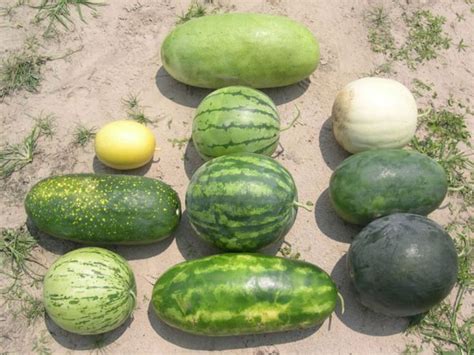 Wassermelone Sorten Für Deutschland Melonen Sorten Wassermelone