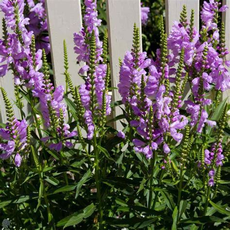 15 Beautiful Plants That Thrive In Clay Soil Dengarden