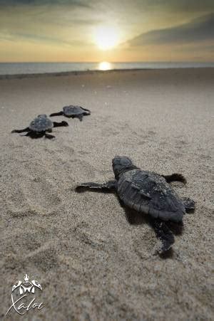 Nacen Las Tortugas Marinas En El Nido De Tortuga Boba Caretta Caretta