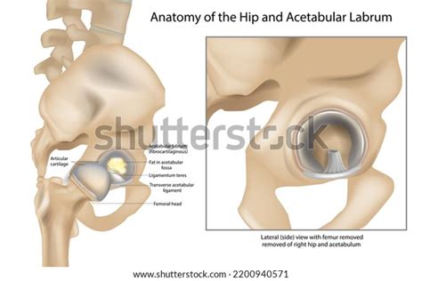 Anatomy Hip Acetabular Labrum Ligamentum Teres Stockvector