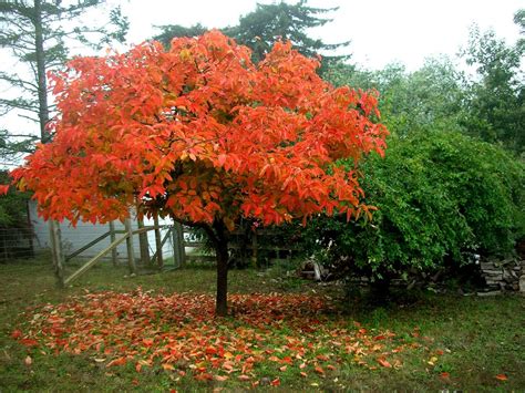 tree identification diospyros kaki japanese persimmon