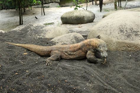 Komodo Dragon, Varan Royalty Free Stock Photo - Image: 16016865